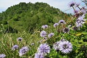 Sui monti sopra casa, Corna Bianca, Costone, Filaressa, da Salmezza il 28 maggio 2020   - FOTOGALLERY